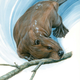 beavermcnabb